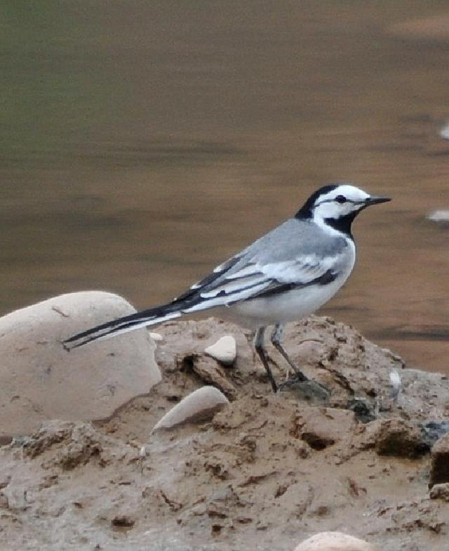 white wagtail ocularis